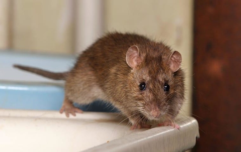 rat on the counter